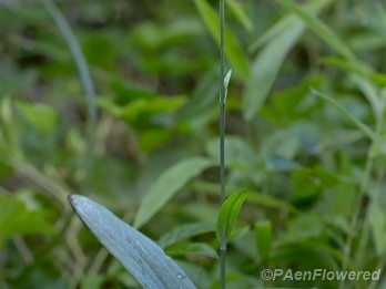 Plant form